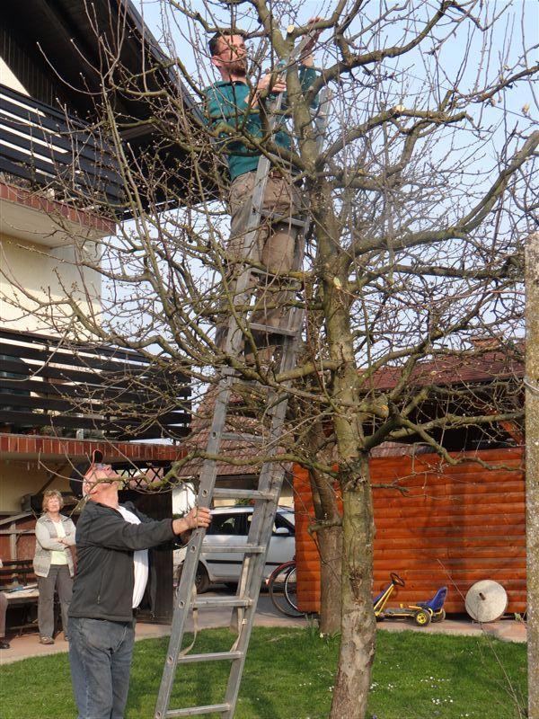 OBREZOVANJE SADNEGA DREVJA