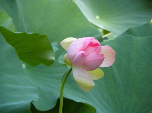 Indijski lotus - Taki cvetijo v Šmarjeških toplicah