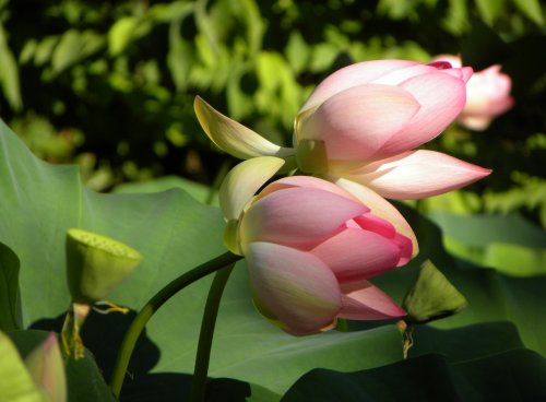 Inbdijski lotus 2, foto Jože Vahtar
