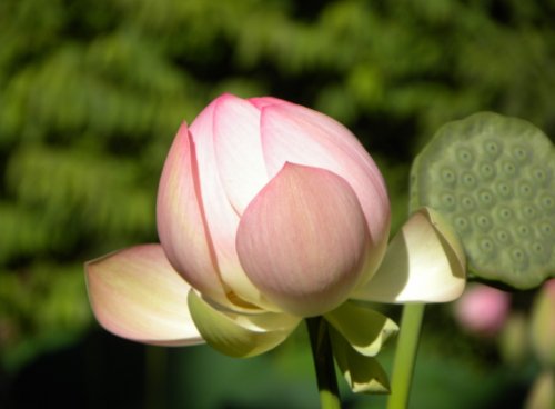 Indijski lotus - posnetek z Šmarjeških toplic